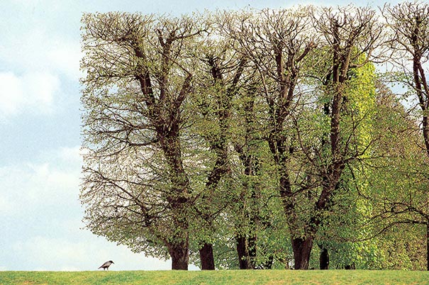 Immagine progetto stabilità e rischi degli alberi
