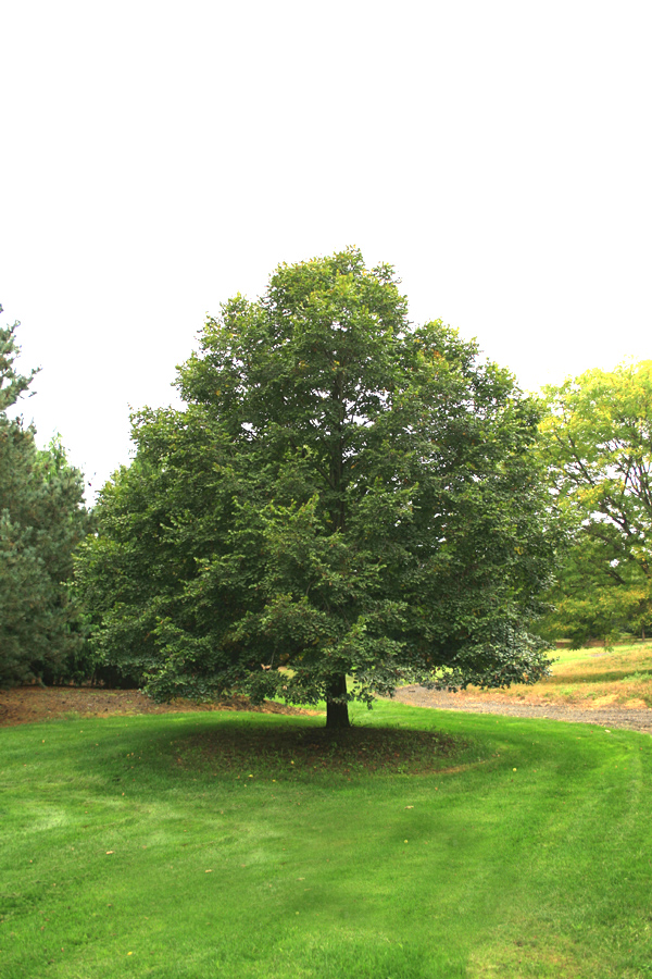 Immagine progetto parco urbano